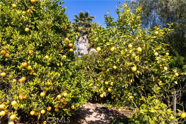 Orange, palm and lemon trees.  California loving at its finest.