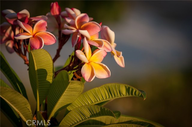 Beautiful, fragrant plumeria tree in front yard.  Just getting ready to bloom for the spring.  This picture is from the past when it was blooming.