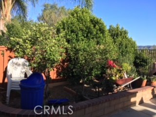 Backyard fruit trees