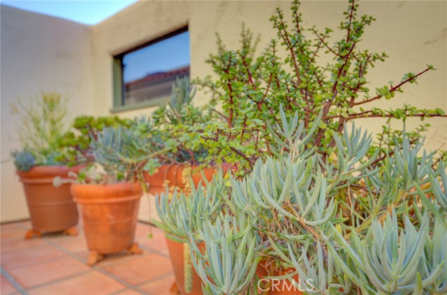 The window is a view from the patio to the ocean and the Mediterranean climate is home to care free succulents.