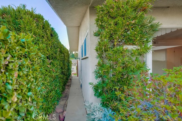 Lush greenery along side of house.