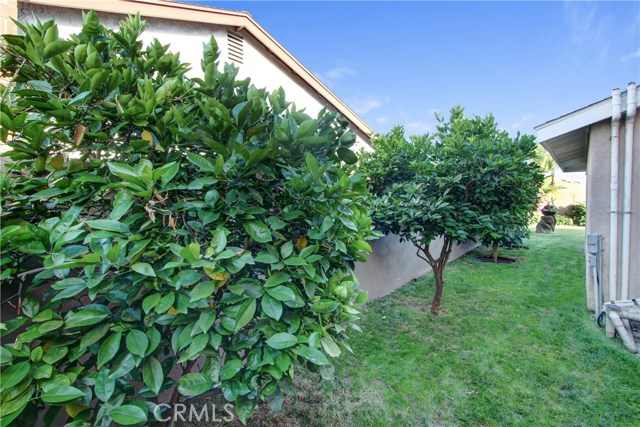 The side yard has marvelous citrus trees and avocado trees.