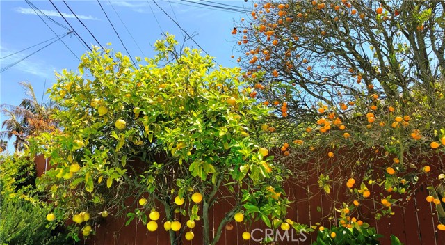 A closer look of the some of the fruit trees (apples, tangerines)  You also have lemons, loquat and more.