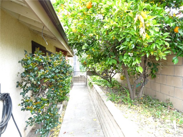 Side yard with fruit trees