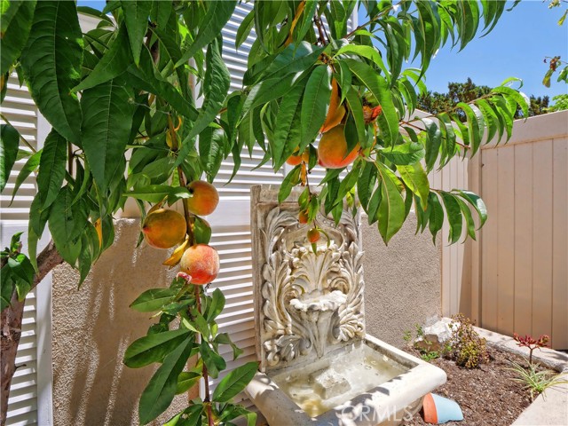 Peach trees, and more...see how many different fruit trees you find...and your own fountain.