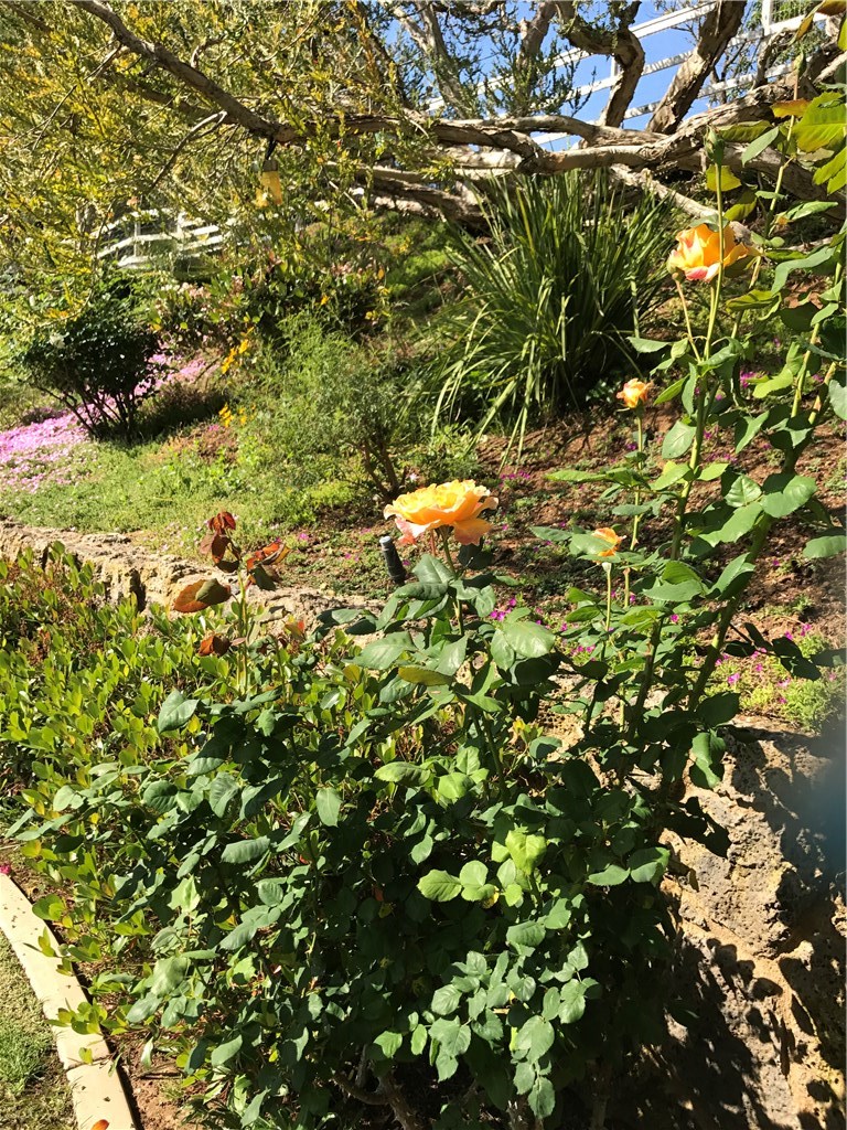 Rose Blossom in backyard garden...