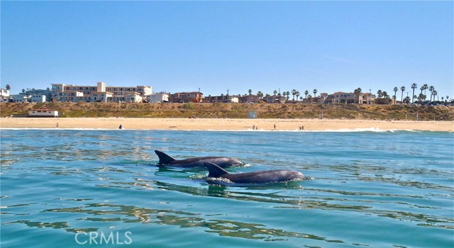 Dolphins in Redondo Beach