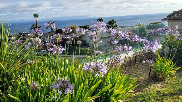 Ocean and Catalina from your backyard. Beautiful flowers.