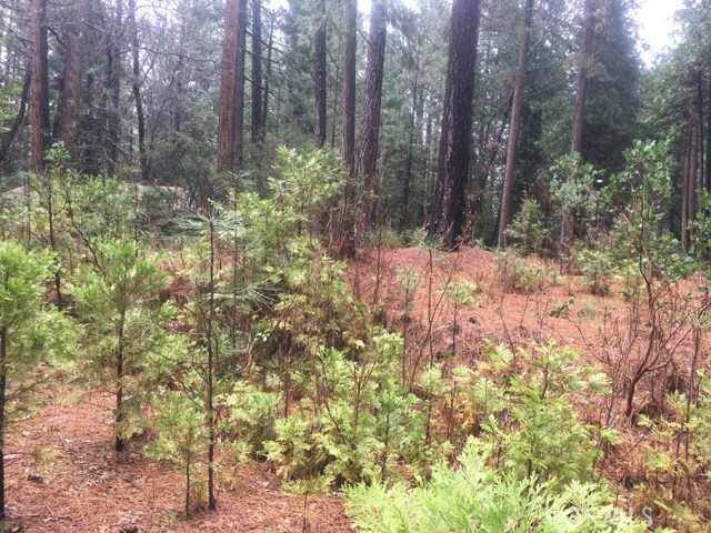 Scotty Lane Forest Ranch, CA, | Beautiful Photos Scotty Lane