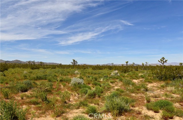 Junipero, Yucca Valley, CA, Junipero