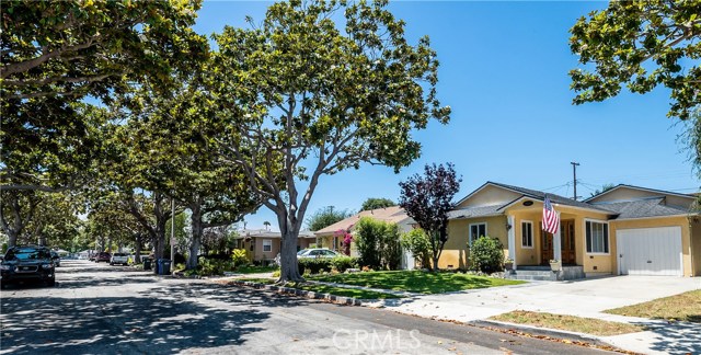 Magnolia Tree-Lined Street