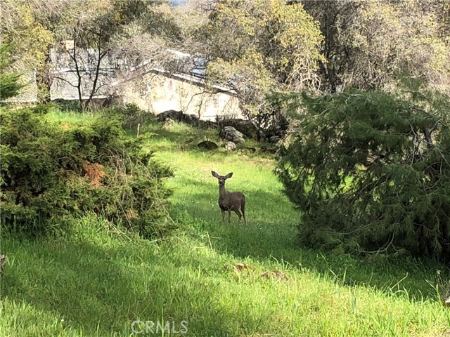 Abundant Wildlife...