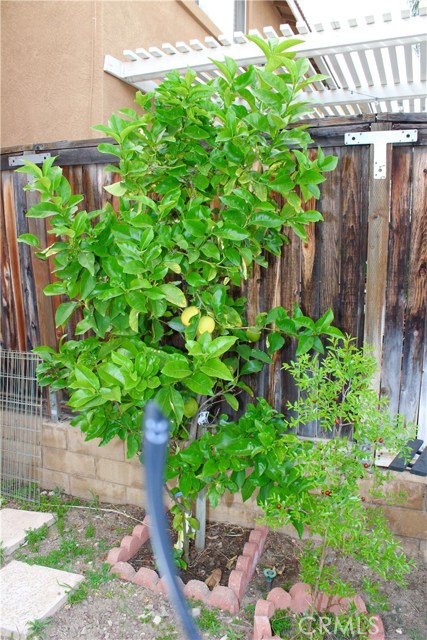 Lemon tree with fruits