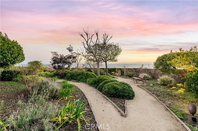 Paths leading to succulent garden in back yard