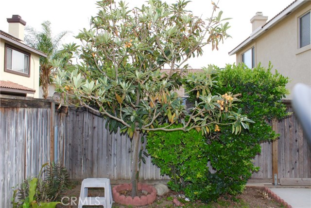 Loquat tree