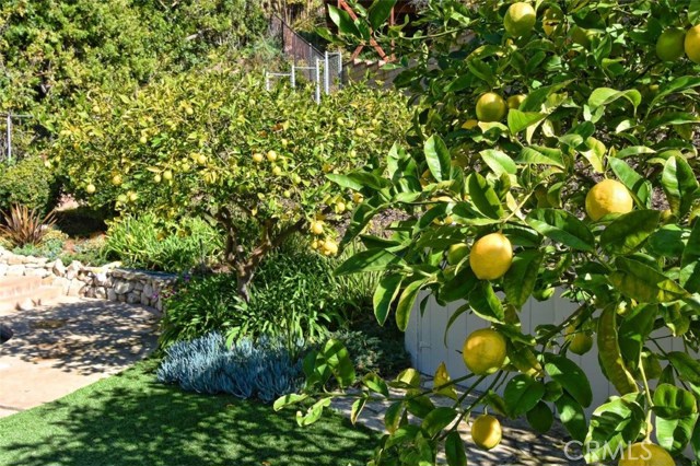 Healthy fruit producing lemon trees.