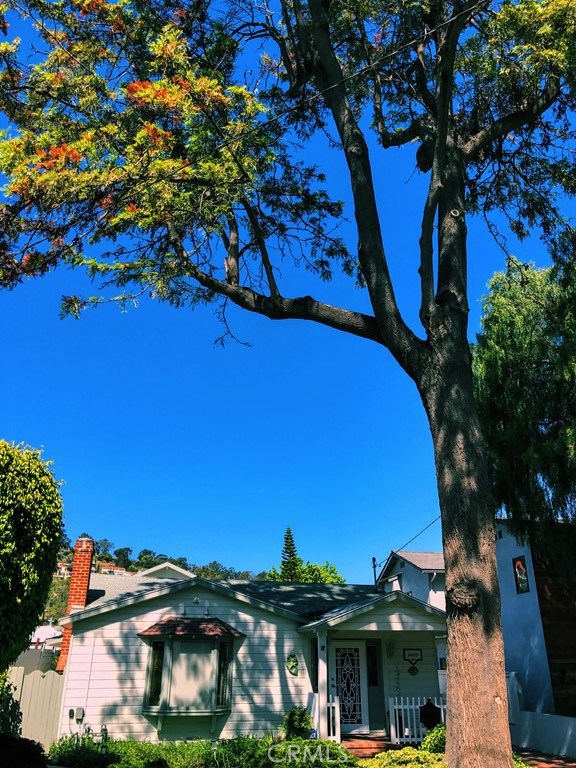 Tree Lined Street