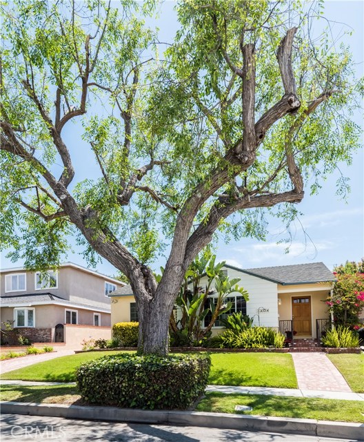 Tree lined street