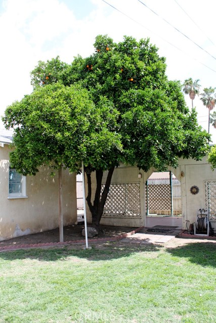 One of six citrus trees on the property