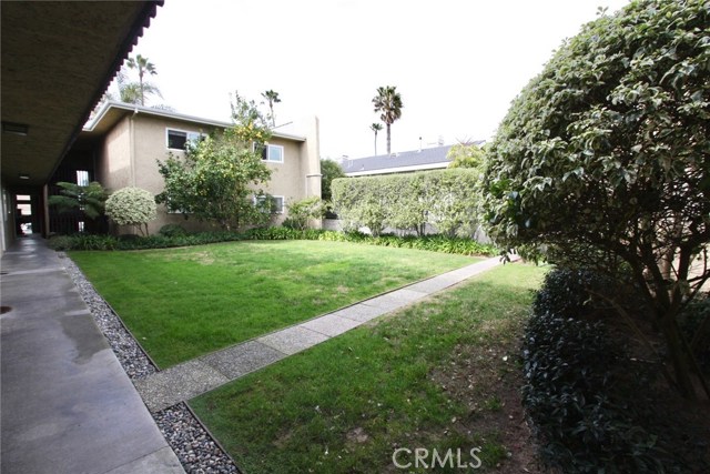 Grassy area with a giant lemon tree in the distance