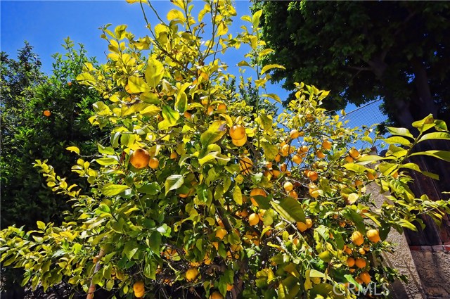 16 fruit trees on this estate