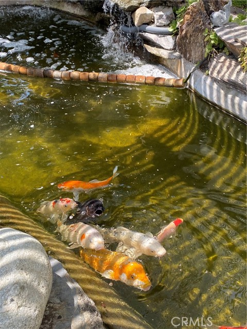 Koi pond