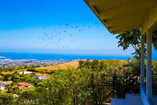 See Flocks of Birds Flying at Eye Level from the View Balcony