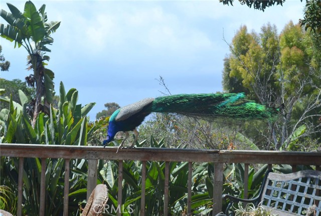 peacock with Ocean Bacground