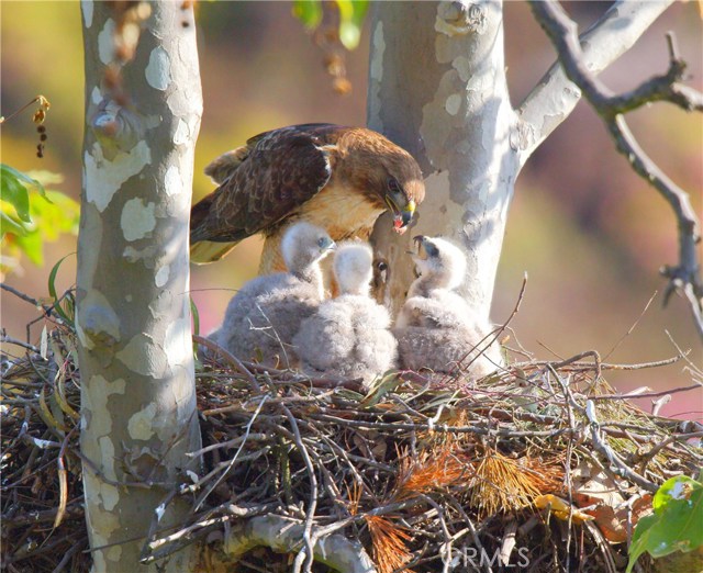 Enjoy Nature this Home Brings -Actual Nest in the Back