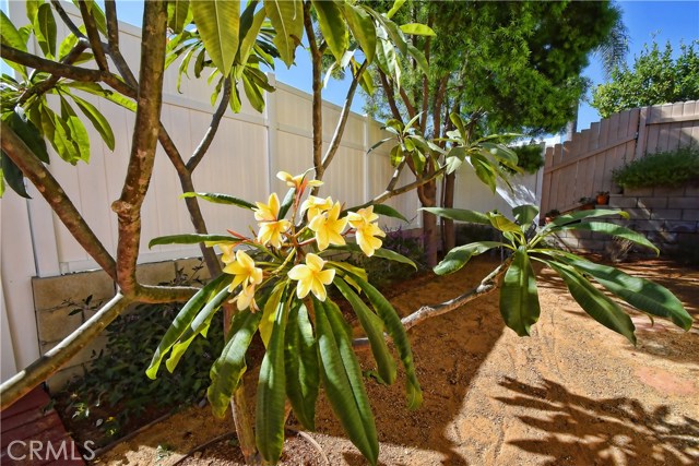 Plumeria
