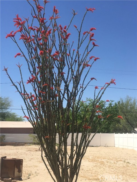 ocotillo in back yard