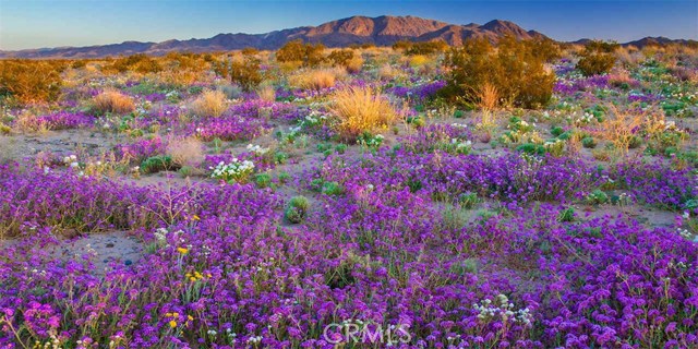 Borrego Springs, 92004, ,For Sale,Borrego Springs,SW18292169