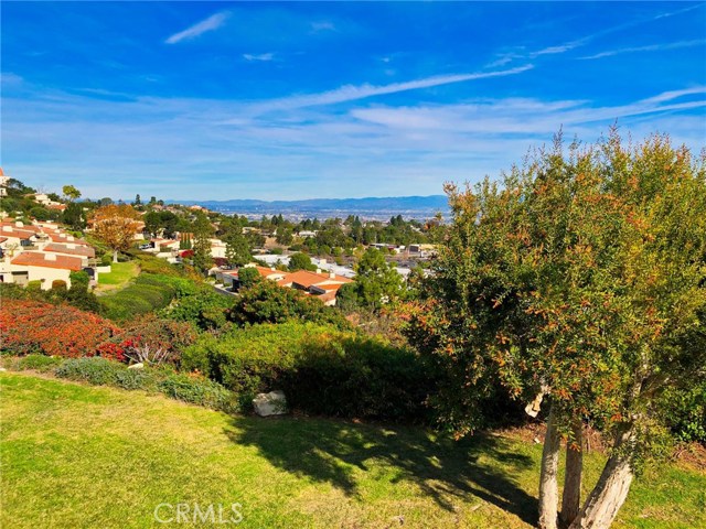 View from Other side of Back Yard