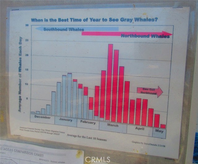 When is the best time of year to see Gray Whales?