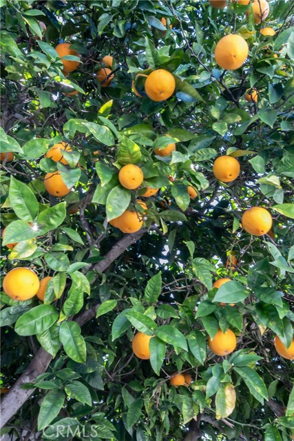 Orange tree in Backyard