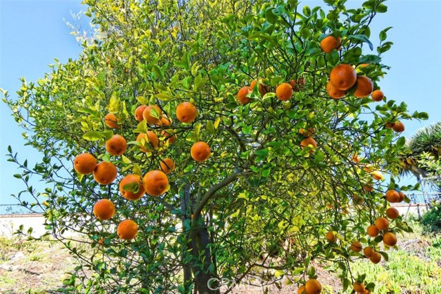 Orange Tree in Backyard