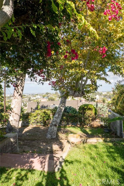 Southeast garden with mature Sycamore trees