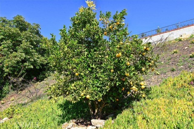 Lemon Tree in Backyard