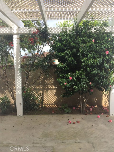 Citrus Trees & Decorative Flowering Trees