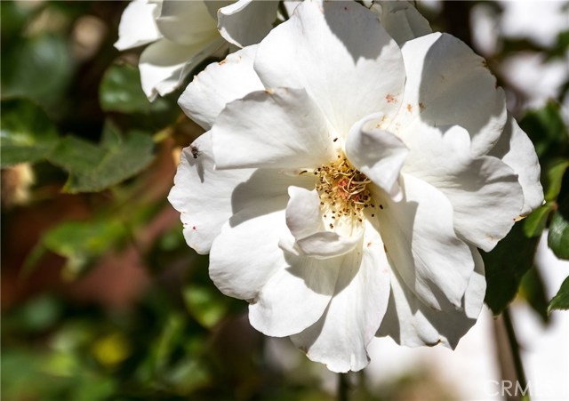 A rose in the rose garden.  Coincident?  I think not.