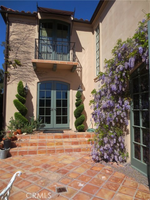 Wisteria Vine in Full Bloom