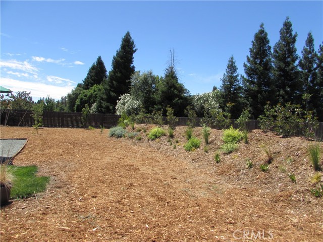 Rear part of the backyard with fruit trees and plenty of new plants.