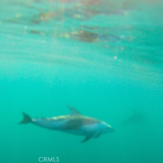 Rossi Dolphins, taken near Terranea resort.