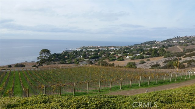 Vineyard with PV Bay Club in background