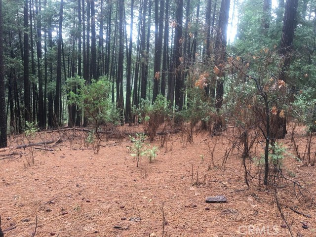 Scotty Lane Forest Ranch, CA, | Beautiful Photos Scotty Lane