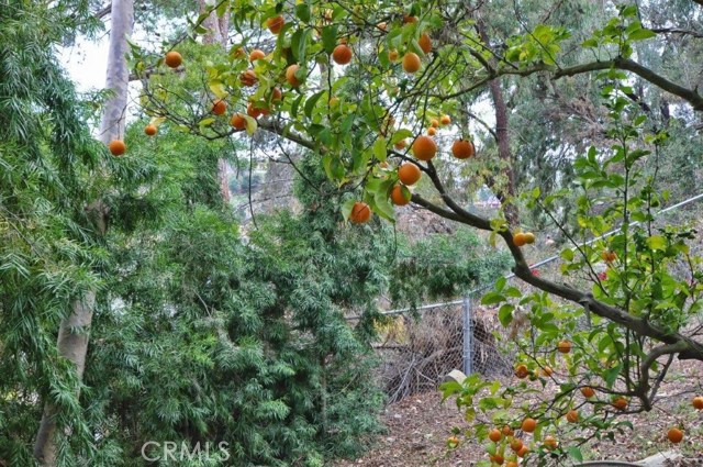 Orange Tree in Backyard