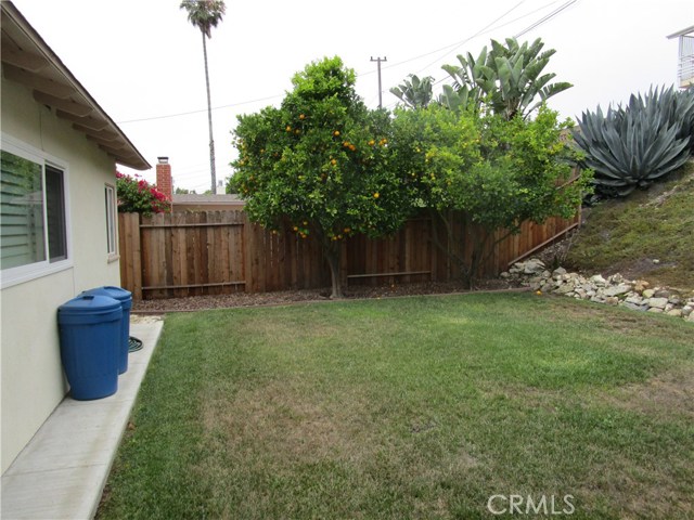 Citrus trees in backyard.