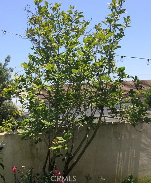 Asian Magnolia tree from which the name "Mulan" is derived.