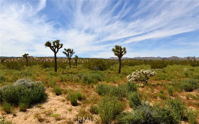 Junipero, Yucca Valley, CA, Junipero
