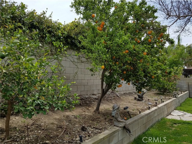 Start Your Morning With Fresh Orange Juice From Your Backyard.